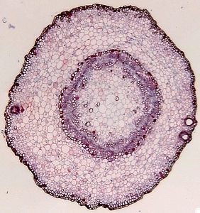Cotton Stem Crosscut